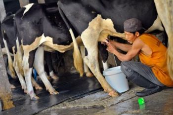 Pertanak Sapi Perah Kewalahan Penuhi Permintaan Konsumen
