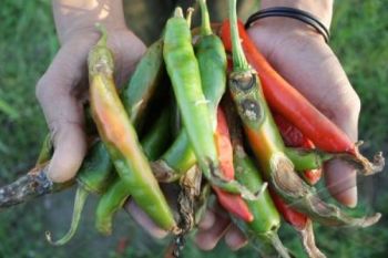 Gagal Panen, Petani Tak Nikmati Tingginya Harga Cabai
