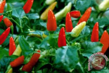 Harga Cabai di Bima Rp80.000 per Kilogram