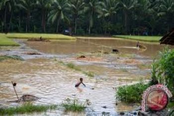 Banjir Rendam Sawah Siap Tanam di Banyumas