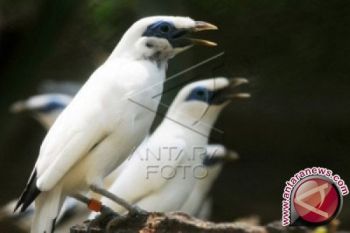 Mahasiswa UGM teliti curik Bali dengan bioakustik 