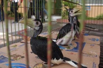 Amankan Burung Dilindungi