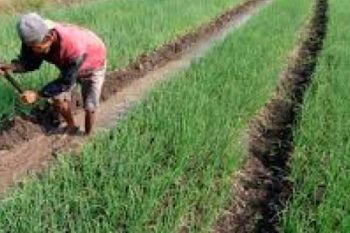 Produktivitas Tani di Riau Menurun