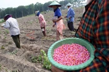 pilih tanam jagung