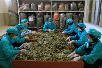 MEA, Perlu Bangun "Emporium" Khusus Jamu