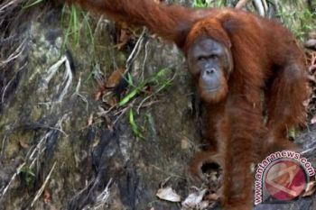 Orangutan Di Kotawaringin Timur Beringas Karena Kelaparan 