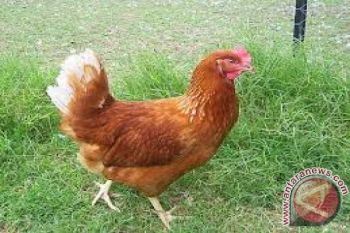 Kementan bantu 6.000 Ayam Petelur untuk NTB