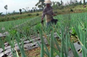 Petani Magelang mulai Tanami Sayuran 