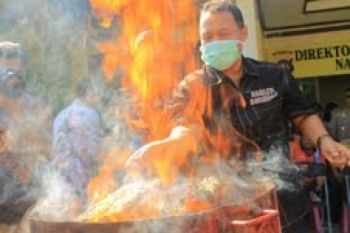 Polda Sumbar Musnahkan 45 Kilogram Ganja