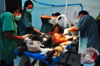 Bos Temukan 40 Peluru Di Tubuh Orangutan 
