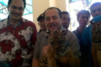 Wako Bukittinggi Gendong Dua Anak Harimau Sumatera