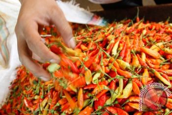 Harga Cabai Tembus Rp100 Ribu/Kg