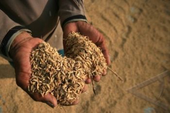 Masuki Musim Hujan, Harga Gabah Turun