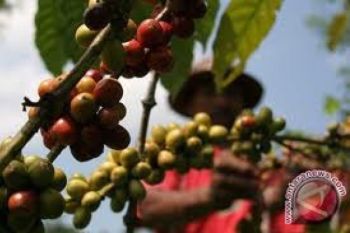 Kopi Lokal Lebih Disukai Pelaku Produksi
