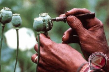  UNODC: Produksi Opium Meningkat Di Kawasan Segitiga Emas