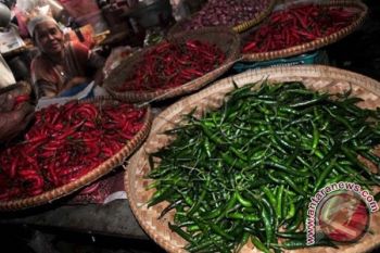 Harga Cabai di Mamuju Naik