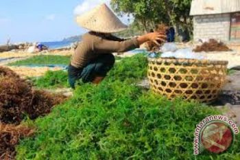 Menatap 'Emas Hijau' dari Nusa Penida