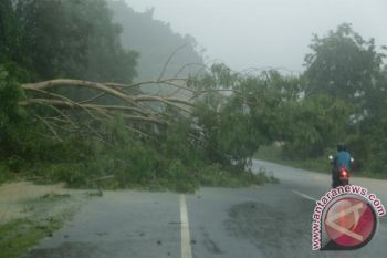 Pohon tumbang menimpa seorang PNS di Bantul