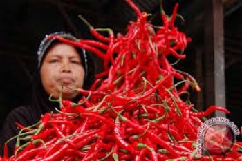 Harga Cabai di Purwokerto masih "Menyengat" 