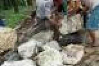 Harga Karet Lelang Sumsel Rp7.200/Kg