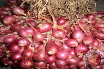 Bulog NTB kaji Kelayakan Bisnis Bawang Merah