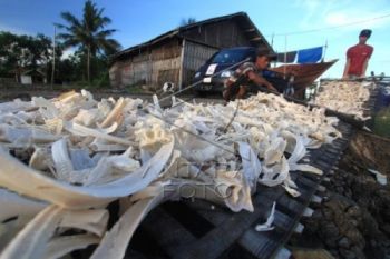 Inovasi gelatin ikan produksi IPB University solusi jaminan produk halal