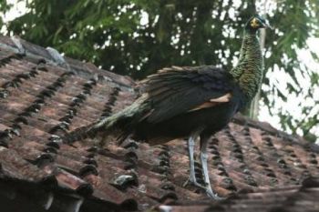 Empat  ekor merak GL Zoo dilepasliarkan