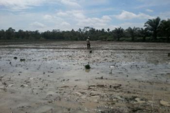 Petani Berbagi Air Untuk Tingkatkan Panen