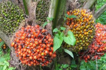 PAL telah investasi 30 juta dolar AS untuk kelapa sawit di Mimika