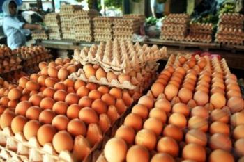 Harga Telur Bergerak Naik
