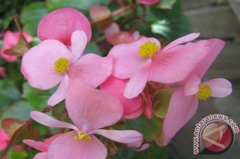 Dua Begonia Jenis Baru Ditemukan Di Halmahera