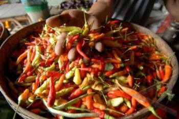Pasokan Minim, Harga Cabai Rawit Capai Rp90.000/Kg