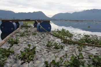 Danau Maninjau Berbau Menyengat Pascakematian Seratusan Ton Ikan