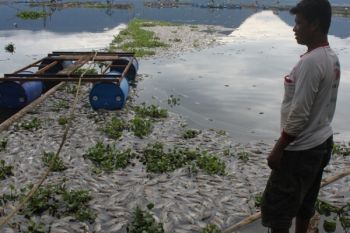 Ikan Mati di Danau Maninjau Menjadi 220 Ton