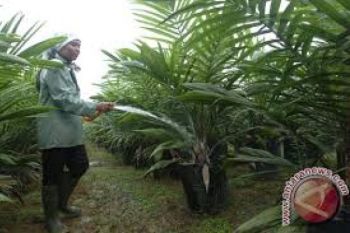 Petani Sawit Diminta Gunakan Bibit Unggul