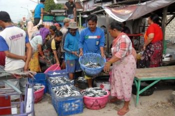 Musim Tangkap Ikan Lemuru