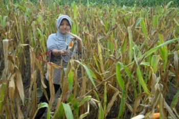 Harga Jagung Lokal Turun