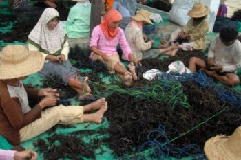 Buruh Ikat Rumput Laut