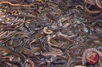 Disperindag Sleman terus mempromosikan pusat kuliner belut