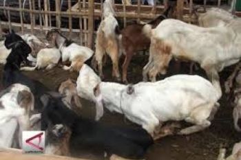 Bupati Kudus: Ada Kambing Bantuan Mati, Bikinlah Berita Acara