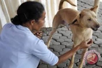 Pesisir Selatan Kurangi Dampak Kasus Gigitan Anjing