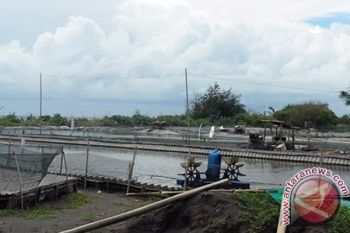 Petambak udang Kulon Progo berusaha selamatkan tambak