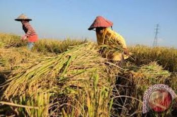 Produktivitas Padi di Kudus Capai Rp10 Ton/Hektare