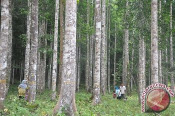 Ekowisata Hutan Meranti Putih Mulai Diminati Wisatawan 