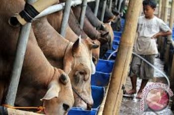 Kabareskrim Tak Segan Memproses Hukum Penimbun Sapi