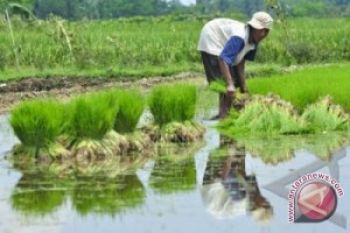 Petani di Kudus Dilarang Tanam Padi Ketan