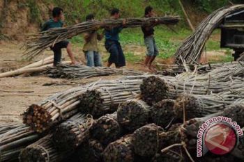 Ketika Rotan Tak Lagi "mencambuk" Potensi Ekonomi 