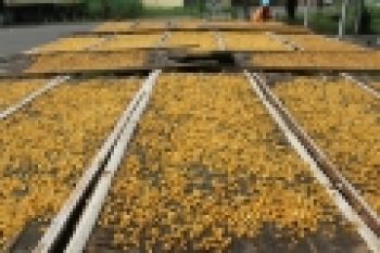 Pemkab Dorong Petani Tingkatkan Nilai Tambah Jagung