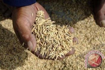 Dinas Perdagangan Mamuju temukan pembeli gabah curang