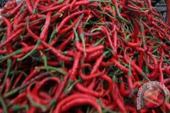Kemendag Klaim Harga Cabai Mulai Turun